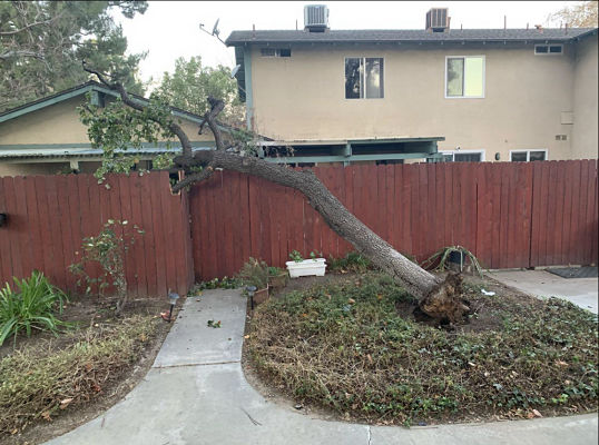 tree that has fallen on a fence